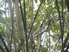 Sciurus stramineus