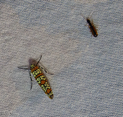 Leptotrachelus dorsalis