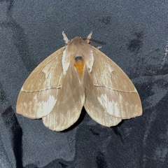 Pseudodirphia eumedide