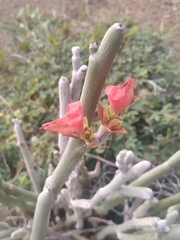 Euphorbia lomelii