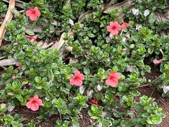 Barleria repens