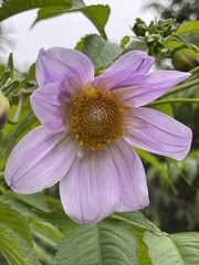 Dahlia imperialis