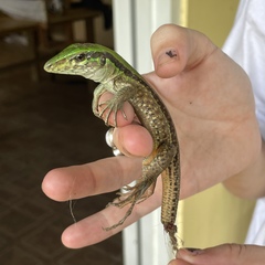 Ameiva atrigularis