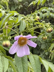 Dahlia imperialis