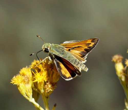 Juba Skipper