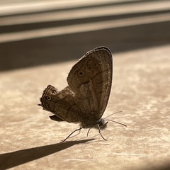 Hermeuptychia canthe