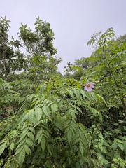 Dahlia imperialis