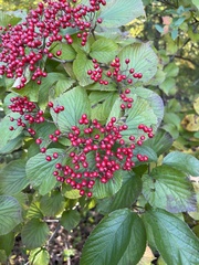 Viburnum dilatatum