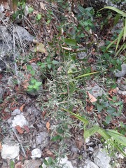 Brickellia cylindracea