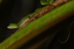 Anolis gemmosus