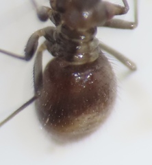 Bertkauia