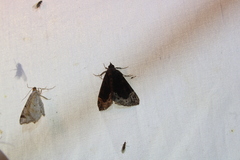 Hypena abalienalis