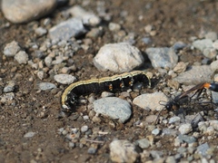 Ammophila sabulosa