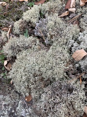 Cladonia uncialis
