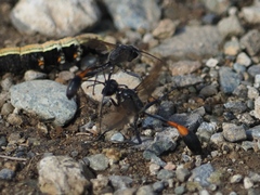 Ammophila sabulosa