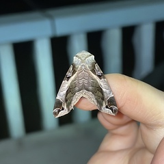 Calyptis