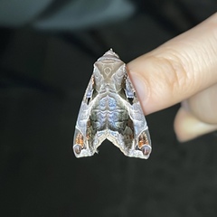 Calyptis