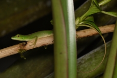 Anolis gemmosus