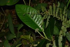 Dorstenia