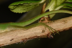 Anolis gemmosus