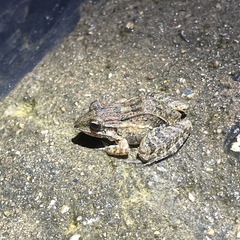 Leptodactylus fuscus