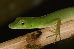 Anolis gemmosus