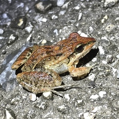 Leptodactylus fuscus