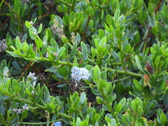 Ceanothus thyrsiflorus