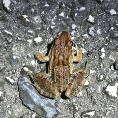 Leptodactylus fuscus