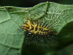 Diekeana admirabilis