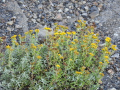 Eriophyllum staechadifolium