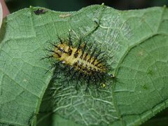 Diekeana admirabilis