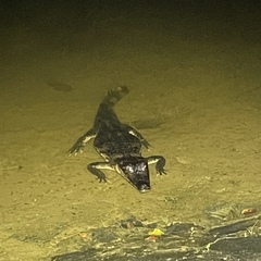 Caiman crocodilus