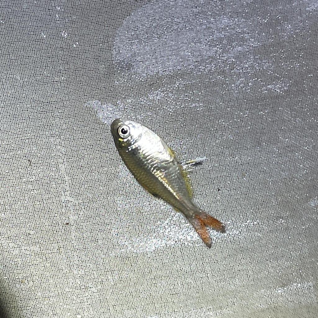 Featherfin tetra