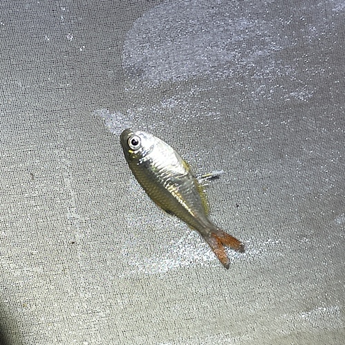 Featherfin tetra