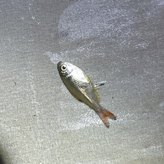 Hemigrammus unilineatus