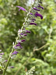 Salvia purpurea