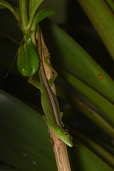 Anolis gemmosus
