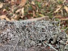 Cladonia macilenta