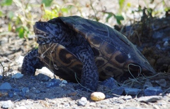 Malaclemys terrapin terrapin