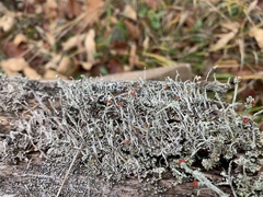 Cladonia macilenta