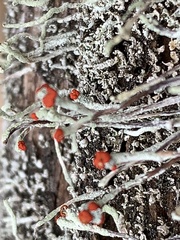 Cladonia macilenta