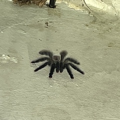 Avicularia avicularia