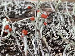 Cladonia macilenta