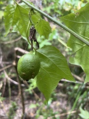 Passifloraceae