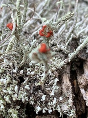 Cladonia macilenta