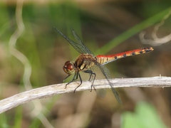 Sympetrum darwinianum