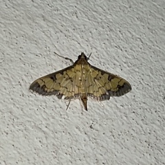 Diacme mopsalis