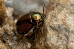 Chrysolina hyperici