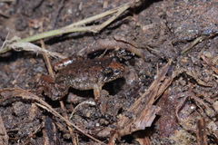 Miniature Night Frog photo 3